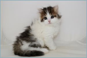 Male Siberian Kitten from Deedlebug Siberians